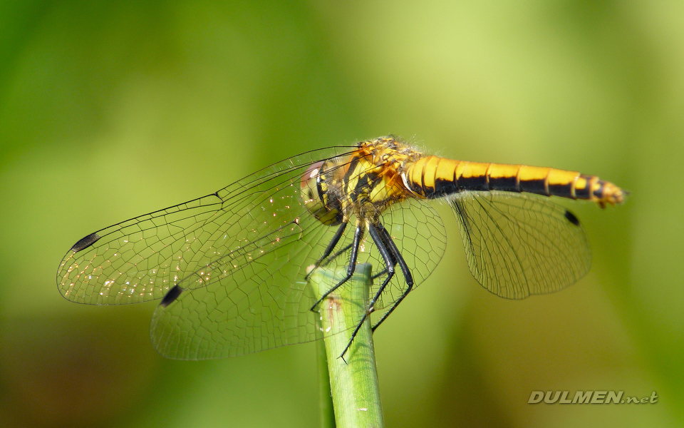 Black Darter (Female, Sympetrum danae)